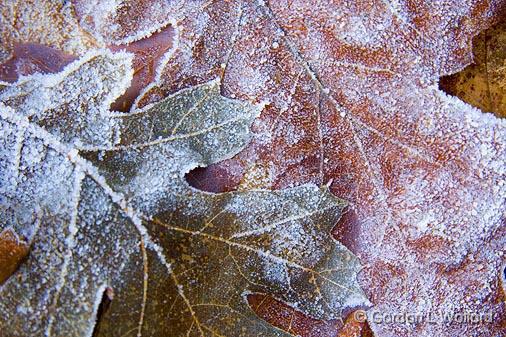 Frosty Leaves_23223.jpg - Photographed in Yosemite National Park, California, USA.